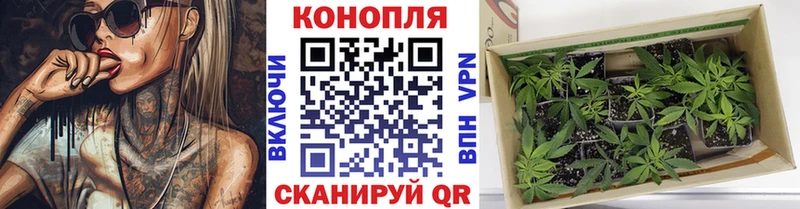 МАРИХУАНА сатива Сунжа